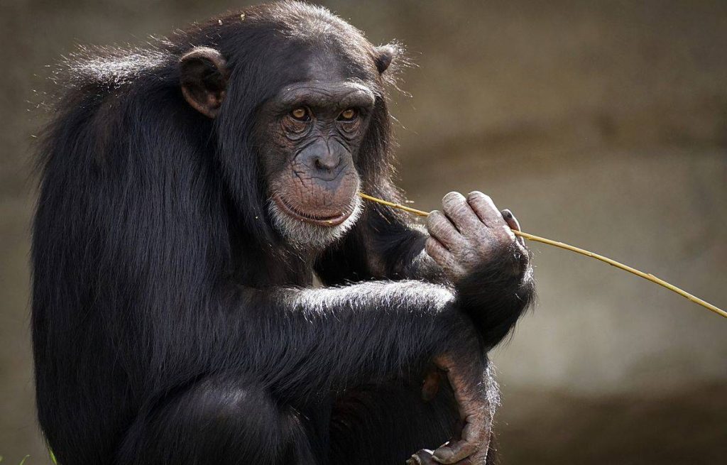 Three chimpanzees in a zoo escape from their enclosure, they are shot