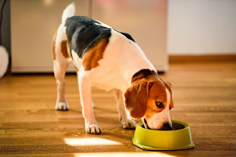 Health and Happiness: The Importance of Proper Nutrition and Exercise for Dogs