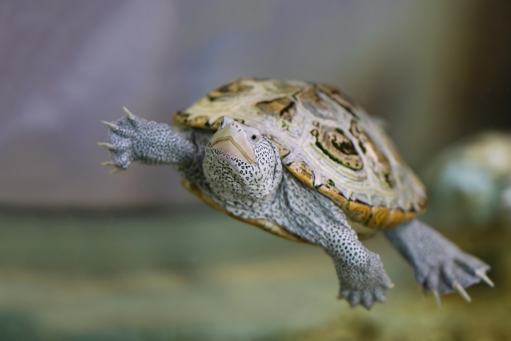 The Unique Beauty and Ecology of Diamondback Terrapins